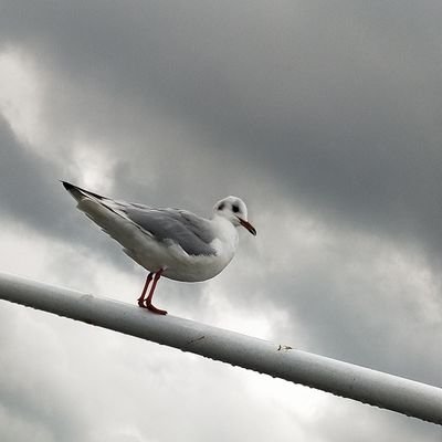 mantasxyz's profile picture. Dünyanın en yüce tahtına da çıksanız, oturacağınız yer, kendi kıçınızın üstüdür.

Friedrich Nietzsche