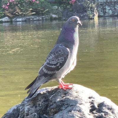 karmas618's profile picture. 2022/5/1の天皇賞(春)から始めた競馬初心者。全然当たりません。ドゥラメンテ産駒が好きです。