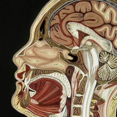 Enseñando medicina y compartiendo conocimientos, datos y hallazgos 🩻🤍