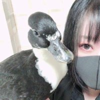 あひるさん(@dillinger_duck) 's Twitter Profile Photo