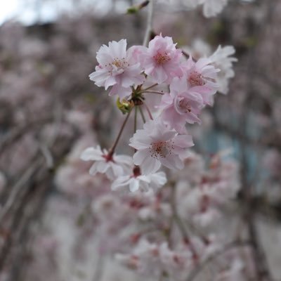 bacon_epi_nama's profile picture. 