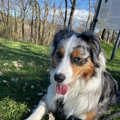 pekaviking's profile picture. 