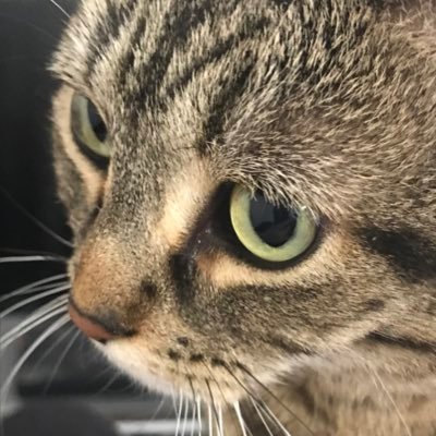 pacifickino's profile picture. Filmmaker, iconoclast, provocateur