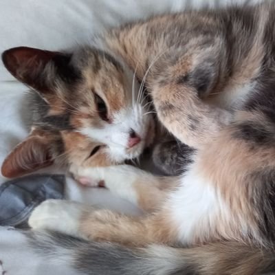 SUSANHa84617529's profile picture. S E Private cleaner. Proud mum of 2 grown up step children and 2 teenagers. Wife of hard working keyworker in retail. Books, camping, walking and wine 🍷