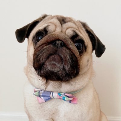 pugloafeddie Profile Picture