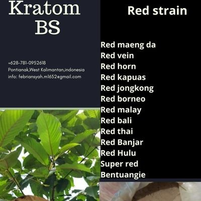 supplier kratom from West Kalimantan,indonesia