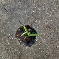 GegusKhan (@dustapan) 's Twitter Profile