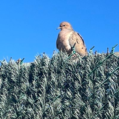 momoyoulan's profile picture. 基督徒，媒体人，UNC教堂山访问学者，现居美国北卡。谢绝各类粉红五毛大外宣，哥屋恩gun。 # 愿上帝之手救赎中国这片被蹂躏的土地。愿饱受苦难的中国人得自由。