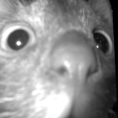 Festivr_uby's profile picture. 