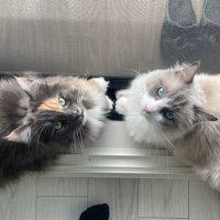 おかきとだいふく🐈 (@okakitodaifuku) Twitter profile photo