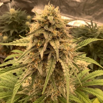 Organic medical cannabis grower Living soil no till organic grows with easy to follow instructions for those who wish to copy my method.