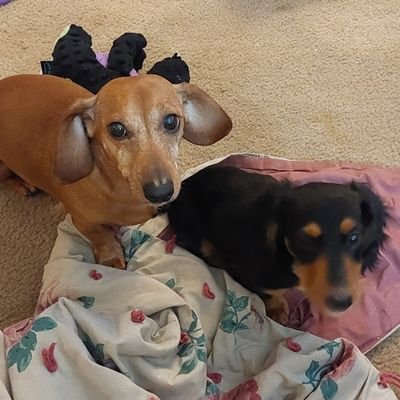 I a adorable service Dachshund.   Lieutenant in the ZombieSquad. #ZSHQ Minister of Cheeses.  Now, wif my sisfur  Heidi.  We is two dorable dachshunds!