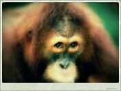 Sadari kehadiran kami sebelum anda tersadar bahwa kami telah hilang. #SuaraHatiOrangUtan #SaveOrangUtan sebarkan suara hati kami ke masyarakat dunia