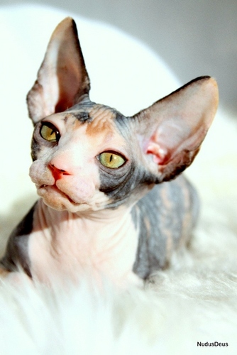 Canadian Sphynx Cattery Nudus Deus 
Mexican Hairless Dog/miniature Kennel
 http://t.co/wAPAaVUobR