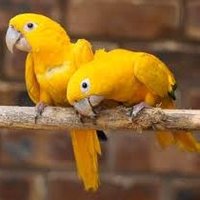 Queen of Bavaria (@petsbysimon) 's Twitter Profile Photo Queen of Bavaria (@petsbysimon) 's Twitter Profile Photo