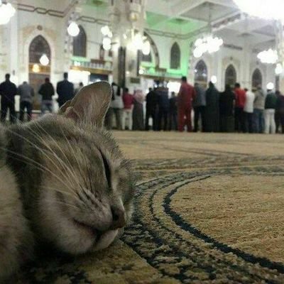 Safarga chiqqan inson safar istalgan payt tugashi mumkin, yoʻl mashaqqatli manzil esa aniq va goʻzal...