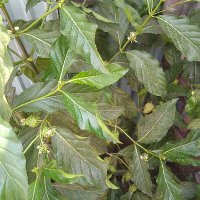 Nguyễn Hoàng Nhi (@nhinh123456) 's Twitter Profile