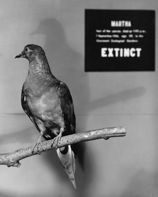 Birds and people have a long history in America, and this account is dedicated to its documentation. Run by @rbfrncs
#envhist