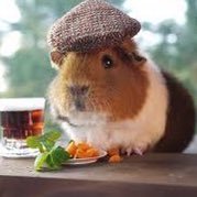 Ace Pinto (@acetheguineapig) Twitter profile photo