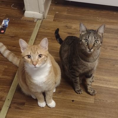 Nyxydragoness's profile picture. 🔞