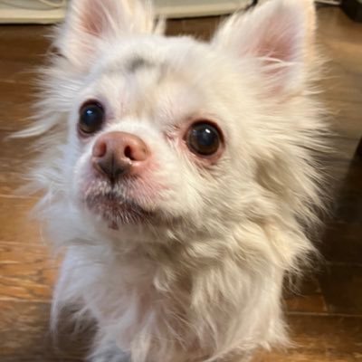 tabundekitahazu's profile picture. 