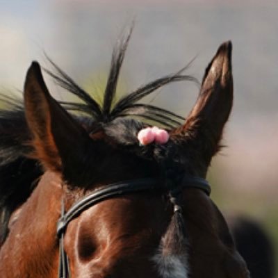 競馬やります🐎 勉強中です。宜しくお願いします※無言フォロー失礼します