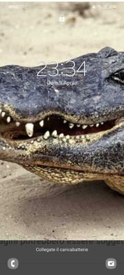 colorred236's profile picture. 