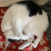 ねこまたぎ (@nkmtg) Twitter profile photo