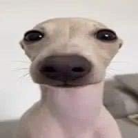 nush (@dhxnush) 's Twitter Profile