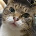 ねねこ (@neneco814) Twitter profile photo ねねこ (@neneco814) Twitter profile photo