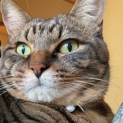 Knosuke12's profile picture. 人に縛られない孤高こそ最高❗️ 人間関係は少数精鋭❗️ 限られた時間は無駄なく有効に❗️スイス🇨🇭と台湾🇹🇼も好きな典型的な猫人間😸 沈黙は承認である事を心得、有益な情報は自ら調べて判断する。音沙汰無き者は整理します。