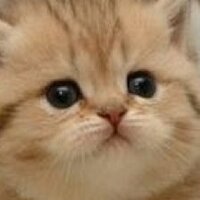 Lou (@notamadcatwoman) 's Twitter Profile Photo Lou (@notamadcatwoman) 's Twitter Profile Photo
