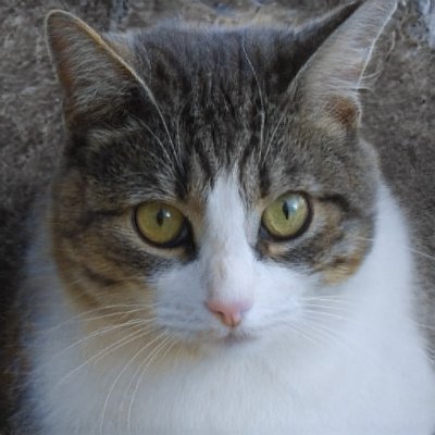 CynthiaFor29330's profile picture. 