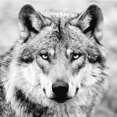 Welcome to #wolvespecial,
We share daily #wolf contents
Follow us if you really love wolf.