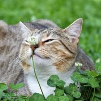 The Catnip Garden (@thecatnipgarden) 's Twitter Profile