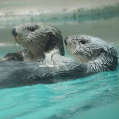 lapin3lapin3's profile picture. 動物が大好きです♪ 特にラッコには目がありません🦦🙌コアラやウォンバットも好きです🐨無言フォローごめんなさい！instagram:minamirakko