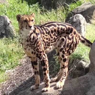 花と緑、図書館と動物園が好き。
Lubię książki, zwierzęta i kwiaty.📚🐯🌹💖