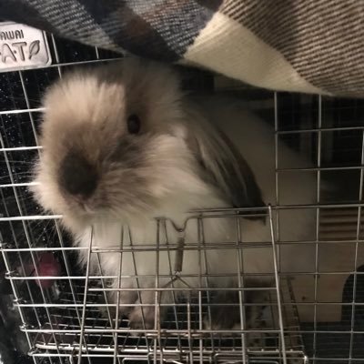 satoti5903's profile picture. うさぎ（2018.7.20生)と暮らしています。漫画と動物と自然散策が好きです。アメファジ🐰7歳メス→2025.8.12原因不明の左足麻痺→8.26 CT検査にて、子宮がん。それによる病的骨折と判明（骨転移)→8.29子宮摘出手術→9月中旬より抗がん剤投薬→現在の🐰の様子