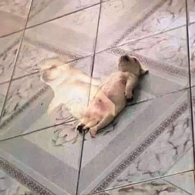 Shahiro1304's profile picture. 