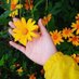- الـورده الصفـراء 🌼. (@hunak_samt) Twitter profile photo - الـورده الصفـراء 🌼. (@hunak_samt) Twitter profile photo