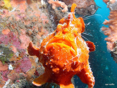 Swimming programs for children and adults. SCUBA training and individual or group excursions to some of the world's most popular dive destinations.