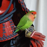 赤冑のゲマ (@redarmor_gema) 's Twitter Profile Photo 赤冑のゲマ (@redarmor_gema) 's Twitter Profile Photo