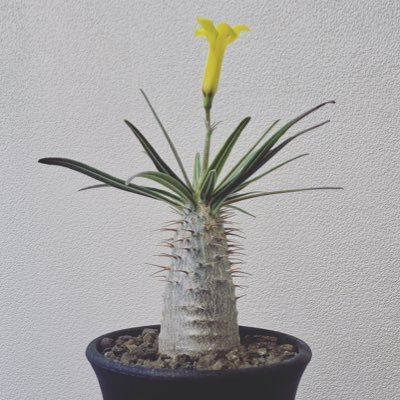 kurandkurand's profile picture. 趣味のアカウント。手広くつぶやきますが、最近は草🌱色強め。