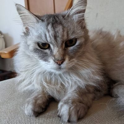 uibt5's profile picture. 猫さん大好き🥰だけど色々興味あるよねって今更ながら更新しますわw