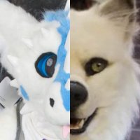 Snow / Pearl(@SnowWuff) 's Twitter Profile Photo