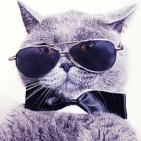 CatDegen 💎🙌 🟪(@WillWvd) 's Twitter Profile Photo