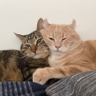 neko01_25's profile picture. 