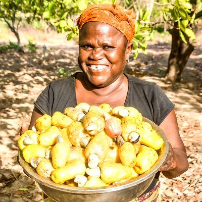 Fenapab2022's profile picture. La FENAPAB est la Fédération Nationale des Producteurs d'Anacardes du Bénin, régie par la loi  OHADA sur les sociétés Coopératives et présente dans 45 communes.