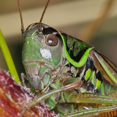 Amateur entomologist & naturalist. VC40 (Shropshire) CR for Orthopteroid insects. Also interested in ladybirds, shieldbugs, aculeate hymenoptera etc.