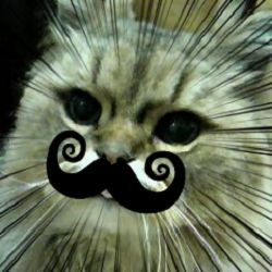 xsolitasx's profile picture. from twitter to eternity...